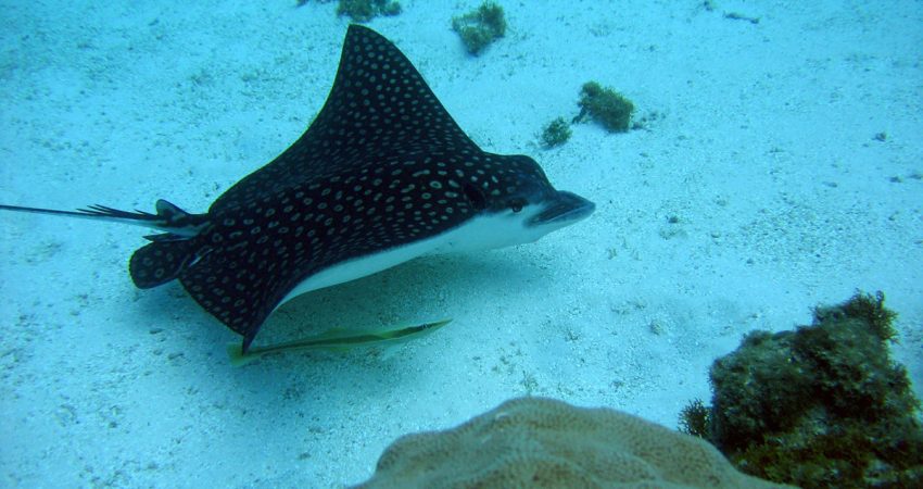 rápidamente en el mar