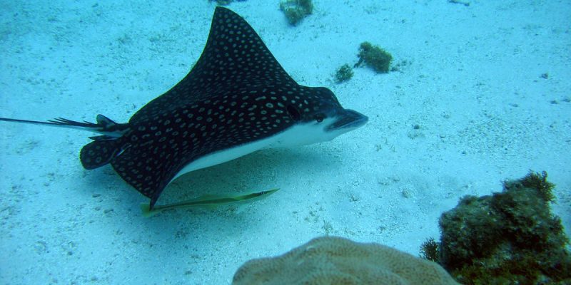 Spotted eagle ray gliding near the seabed and coral reef of Catalina Island — a rare marine sighting during the Quetzal Excursions snorkeling tour