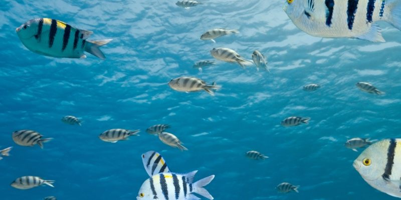Colorful fish swimming near coral reef during snorkeling on a Saona Island excursion