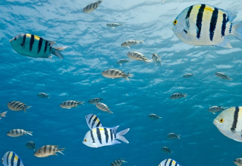 Colorful fish swimming near coral reef during snorkeling on a Saona Island excursion
