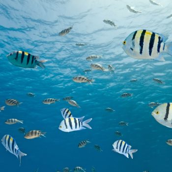 School of colorful tropical fish near Saona Island’s coral reefs — one of the snorkeling highlights of Quetzal Excursions’ Saona Economical tour