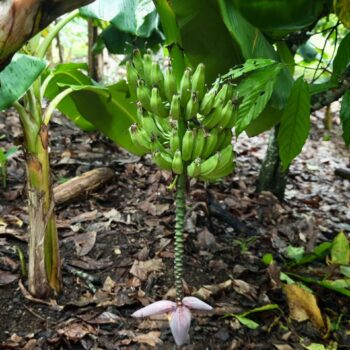 Arbre bananes plantain