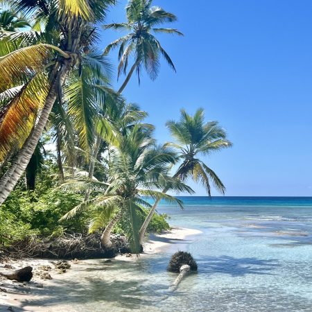 Hidden sandy beach shaded by palm trees, accessible by speedboat tour to Saona Island
