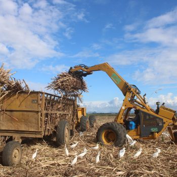Travail canne à sucre