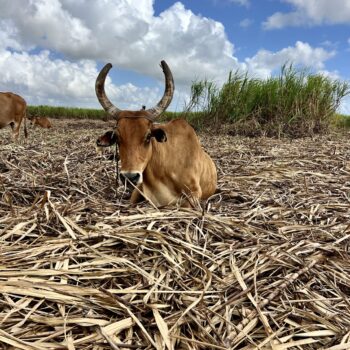 Vache