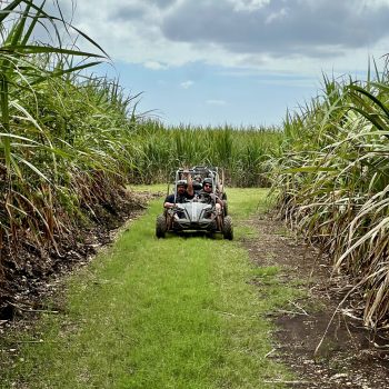 Buggy champs de canne à sucre