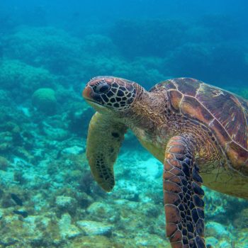 Sea turtle swimming near the coral reef of Catalina Island — a magical encounter during the Quetzal Excursions snorkeling tour