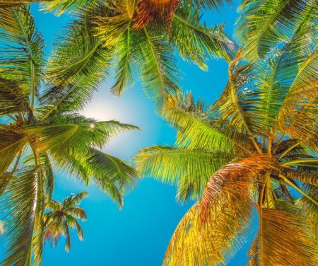 Palmiers vacances ciel bleu