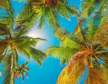 Palmiers vacances ciel bleu