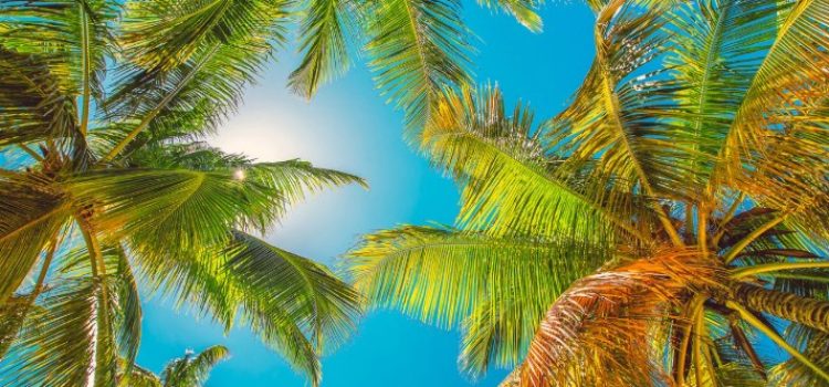 Palmiers vacances ciel bleu