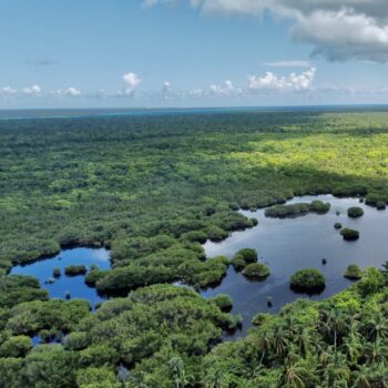 Aerial view of the lush mangroves near Bayahibe, part of the scenic route on the Saona Economical excursion by Quetzal Excursions