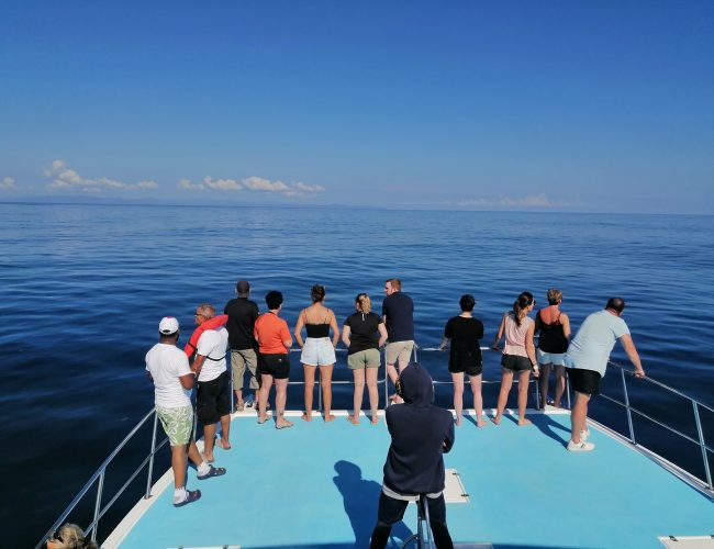 bateau baleines