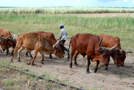 Dominican farmer guiding oxen in the fields – cultural stop during buggy and quad tour