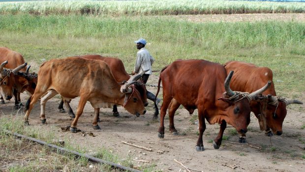 Dominican farmer guiding oxen in the fields – cultural stop during buggy and quad tour