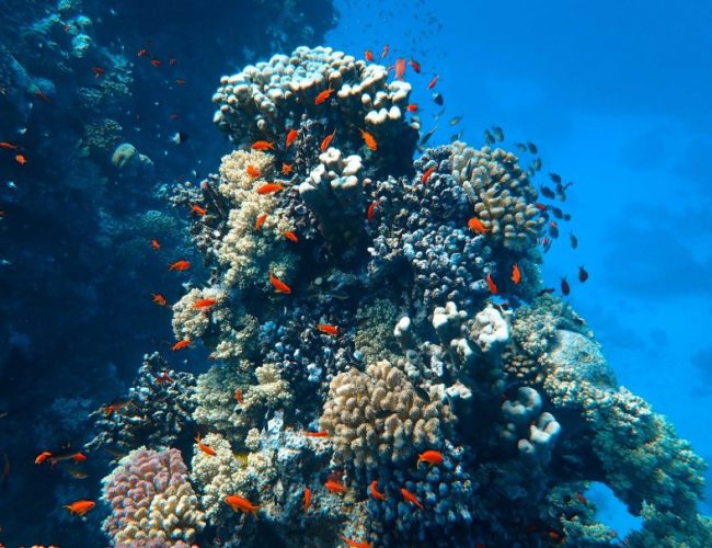 corail