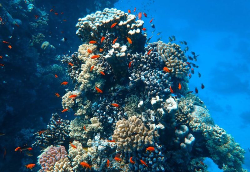 corail