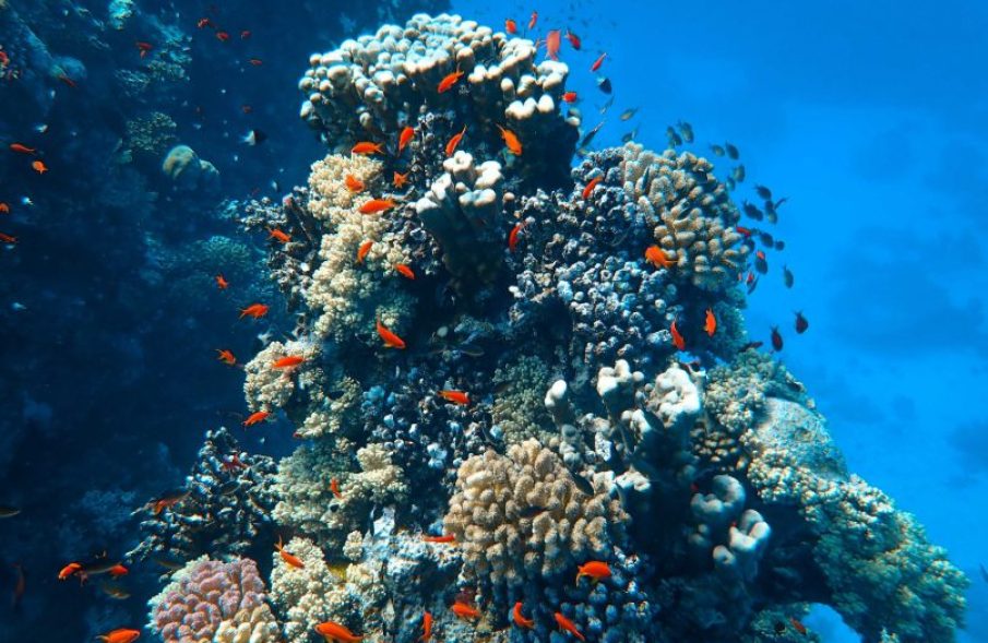 corail