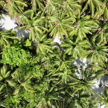 Dense green coconut palms seen from above on Saona Island, Dominican Republic