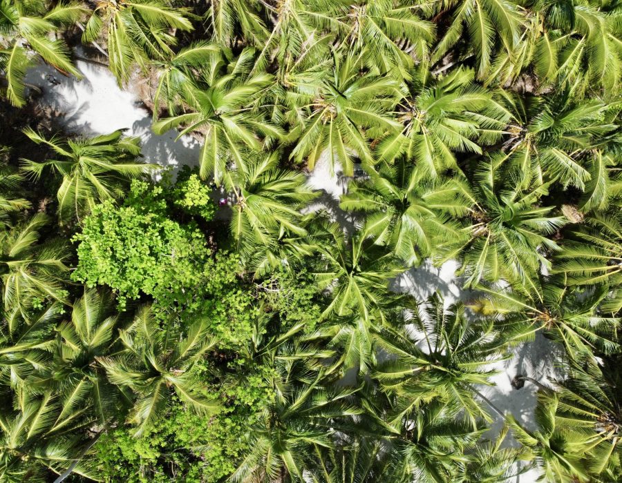 Dense green coconut palms seen from above on Saona Island, Dominican Republic