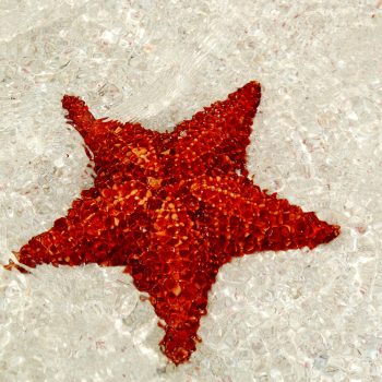 Close-up of a red starfish resting on the sandy bottom of the natural pool at Las Palmillas — a highlight of the Saona Economical tour by Quetzal Excursions