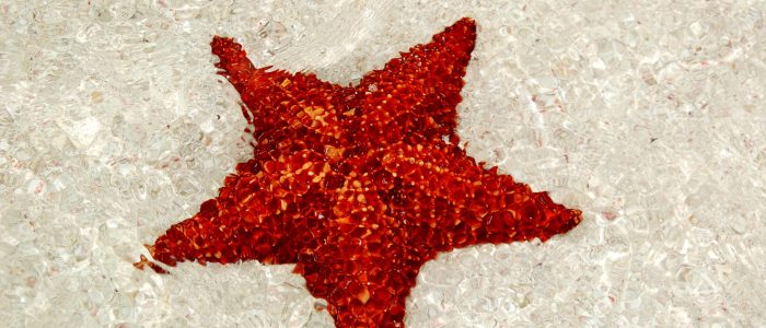 Close-up of a red starfish resting on the sandy seabed in shallow waters near Catalina Island — seen during the Quetzal Excursions snorkeling tour