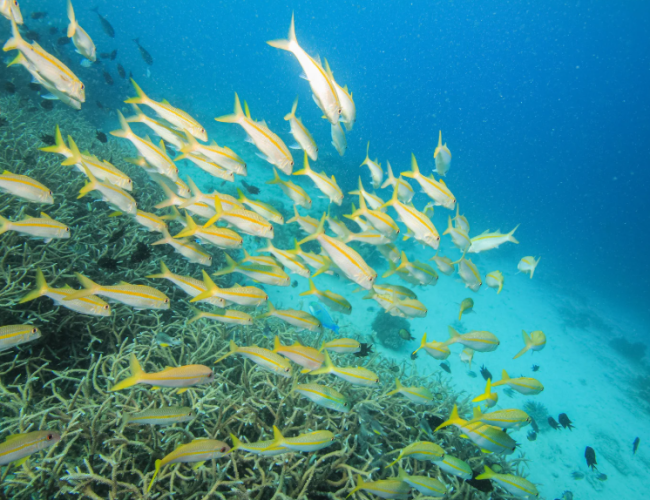 fishes in catalina island dominican republic