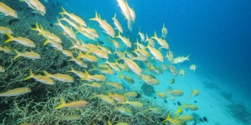 fishes in catalina island dominican republic