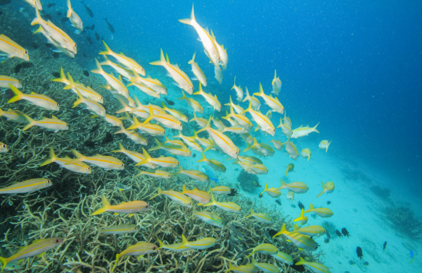 fishes in catalina island dominican republic