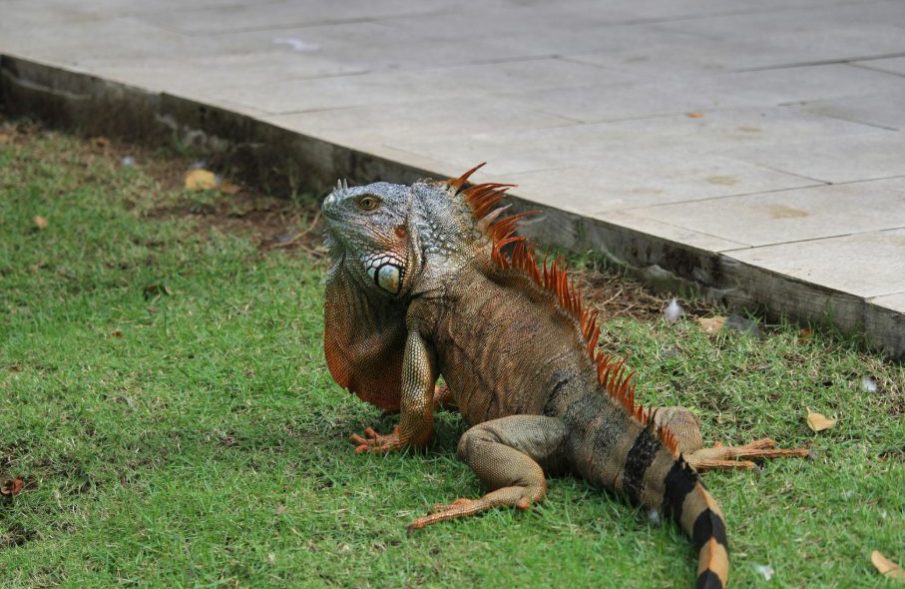 iguane