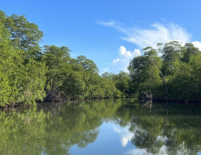 mangroves Los Haitises