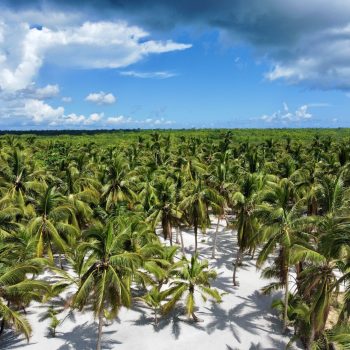 Aerial view of a dense palm tree forest on Saona Island, stretching across white sand under a vibrant sky — seen during the Saona Economical tour by Quetzal Excursions