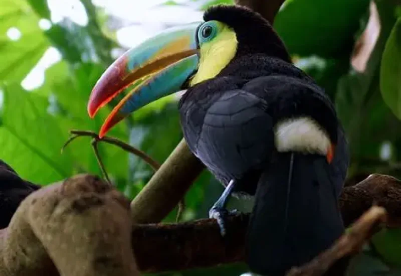 oiseau repdom